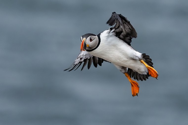 024 Farne eilanden, papegaaiduiker.jpg